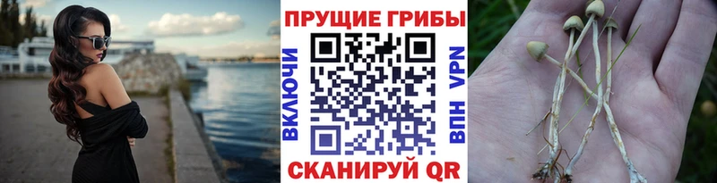 Купить где  Елец  Галлюциногенные грибы мицелий 